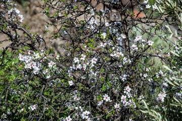 El Cabildo organiza recorridos por este monumento natural para dar a conocer su historia y sus riquezas (Foto TA)